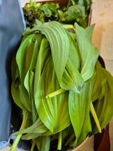 팜모닝 기타작물·영농일지 게시글 이미지