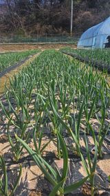 이순정님의 작성글 사진