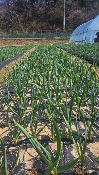 이순정님의 마늘 · 영농일지 작성글 사진