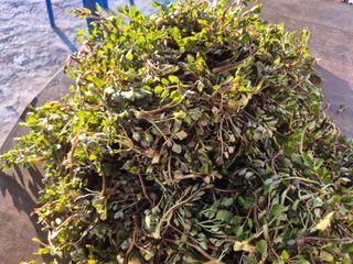 늘햇살팜 님의 기타작물 · 영농일지 작성글 사진