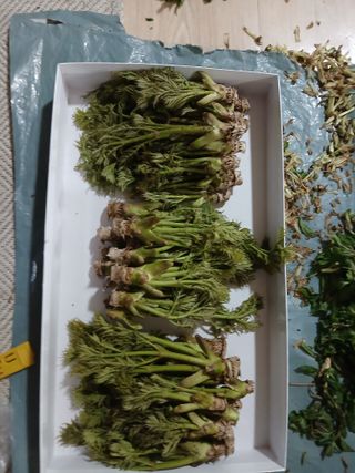 김명자님의 기타작물 · 영농일지 작성글 사진