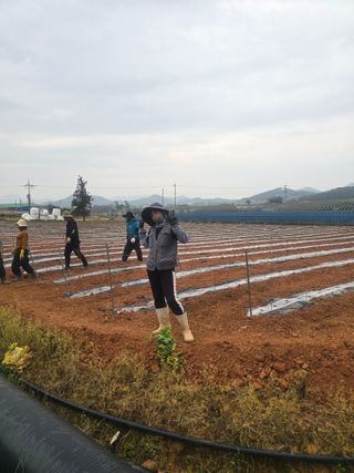 박수열님의 고추 · 영농일지 작성글 사진