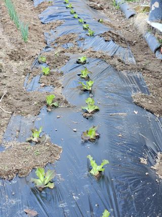 김해열님의 기타작물 · 영농일지 작성글 사진