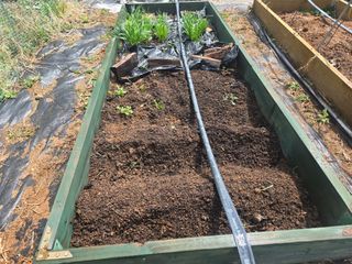 오세창님의 감자 · 영농일지 작성글 사진