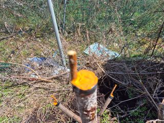 최문탁님의 기타작물 · 영농일지 작성글 사진