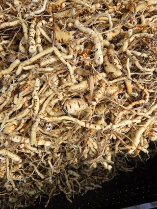 윤자용11대임후회장님의 고추 · 영농일지 작성글 사진