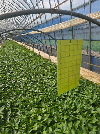 박수열님의 기타작물 · 영농일지 작성글 사진