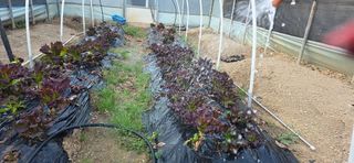 경주농장님의 마늘 · 영농일지 작성글 사진