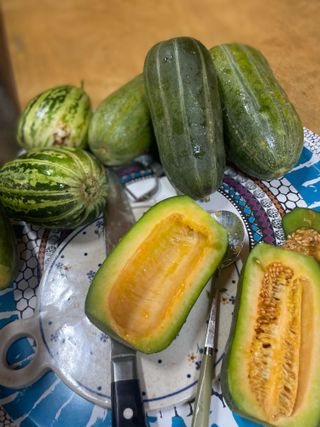 별@노래농장(정씨)님의 오이 · 영농일지 작성글 사진