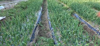 경주농장님의 마늘 · 영농일지 작성글 사진