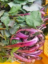 고사리.밤.육쪽마늘님의 작성글 사진