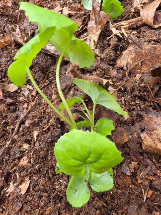 김대숙님의 기타작물 · 영농일지 작성글 사진