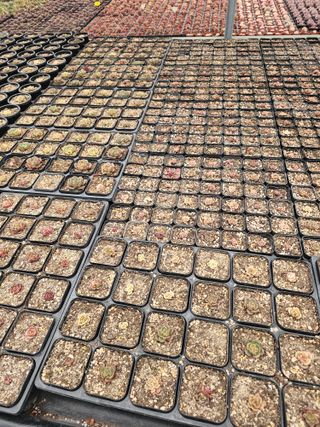 신상섭님의 기타작물 · 영농일지 작성글 사진