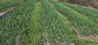 경주농장님의 작성글 사진