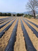 팜모닝 기타작물·영농일지 게시글 이미지