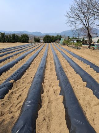 전복수님의 기타작물 · 영농일지 작성글 사진