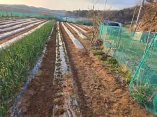 조선된장님의 마늘 · 영농일지 작성글 사진