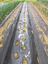 텃밭입문님의 작성글 사진