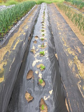 텃밭입문님의 기타작물 · 영농일지 작성글 사진