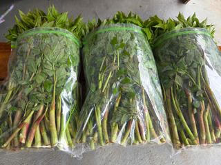 윤장원님의 기타작물 · 영농일지 작성글 사진