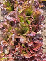 초보5도2촌님의 작성글 사진