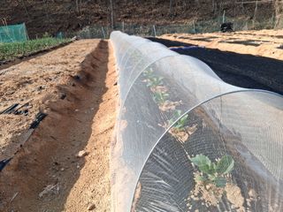 한건택님의 기타작물 · 영농일지 작성글 사진