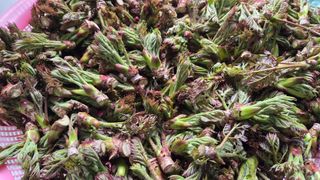 제키님의 두릅 · 영농일지 작성글 사진