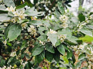 복희네농장(달콤향)님의 기타작물 · 영농일지 작성글 사진