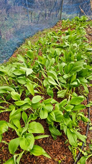 대봉농원 이경화님의 기타작물 · 영농일지 작성글 사진