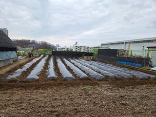 박병철님의 옥수수 · 영농일지 작성글 사진