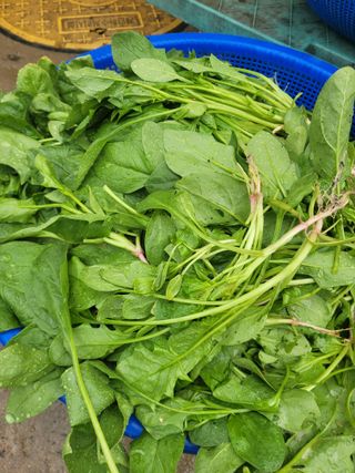 알렉산더님의 시금치 · 영농일지 작성글 사진