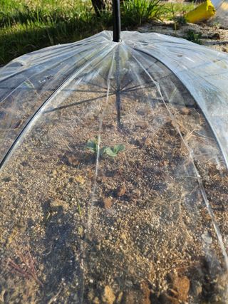 호박21151님의 기타작물 · 영농일지 작성글 사진