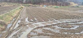 코람데오창조농장님의 벼 · 영농일지 작성글 사진