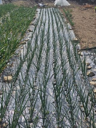 청산거사님의 양파 · 영농일지 작성글 사진