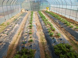 홍순복님의 기타작물 · 영농일지 작성글 사진