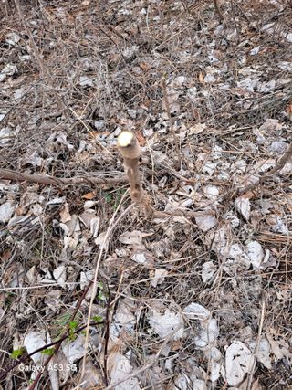 조연만님의 콩 · 영농일지 작성글 사진