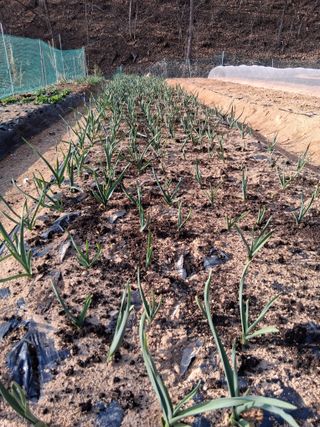 한건택님의 기타작물 · 영농일지 작성글 사진