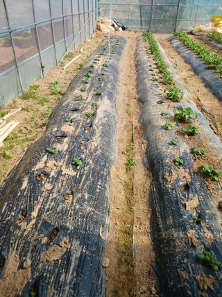 홍순복님의 기타작물 · 영농일지 작성글 사진