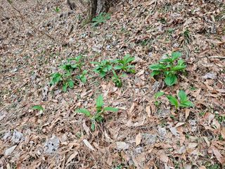 녹우농장님의 기타작물 · 영농일지 작성글 사진