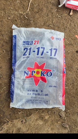 김용훈 님의 옥수수 · 영농일지 작성글 사진