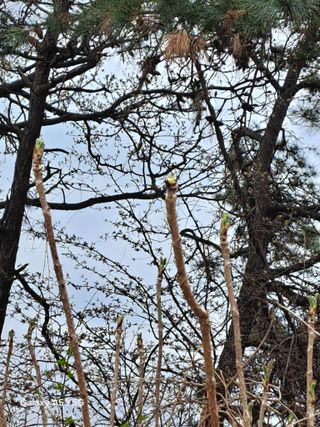 조연만님의 콩 · 영농일지 작성글 사진