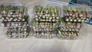 제키님의 두릅 · 영농일지 작성글 사진