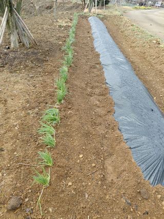 별빛농장지기님의 기타작물 · 영농일지 작성글 사진