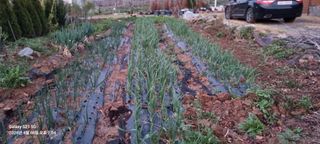 무봉농장(기북)님의 마늘 · 영농일지 작성글 사진