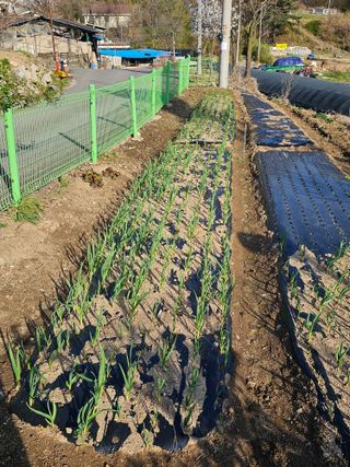 최군환님의 마늘 · 영농일지 작성글 사진