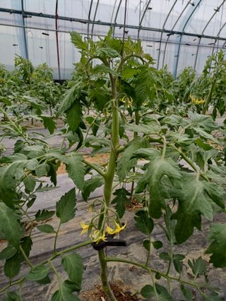 전원수님의 기타작물 · 영농일지 작성글 사진