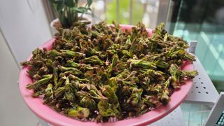 제키님의 두릅 · 영농일지 작성글 사진