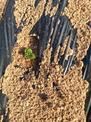 한건택님의 기타작물 · 영농일지 작성글 사진