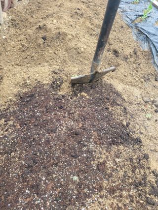 알렉산더님의 시금치 · 영농일지 작성글 사진