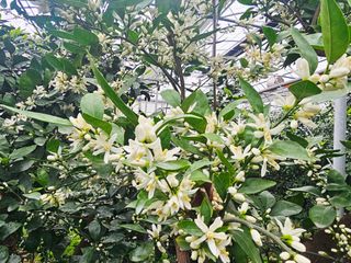 복희네농장(달콤향)님의 기타작물 · 영농일지 작성글 사진